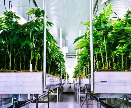 Perpetual Cannabis Harvest