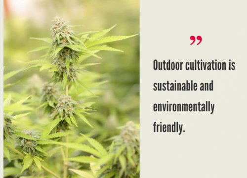 How Much Does it Cost to Grow Cannabis Outdoor?