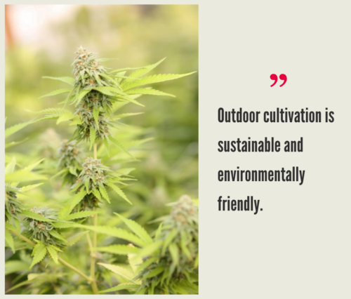 How Much Does it Cost to Grow Cannabis Outdoor?