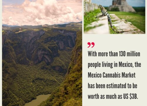 Mexico Cannabis Market