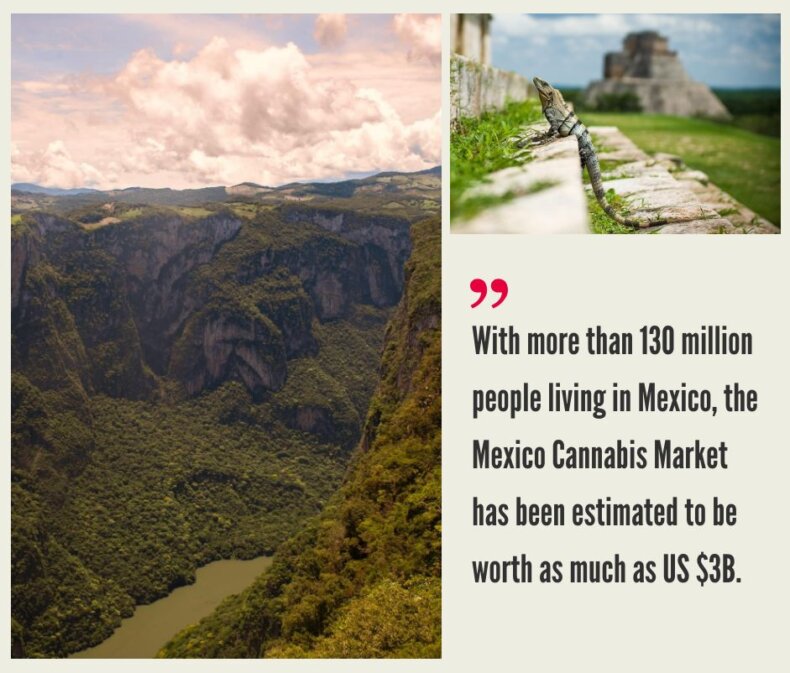 Mexico Cannabis Market