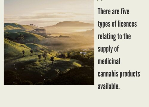 How to Start a Cannabis Business in New Zealand?