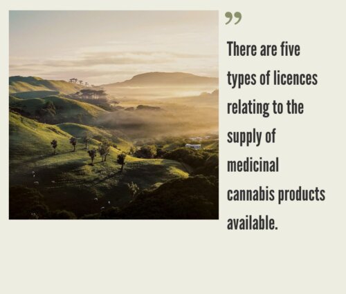 How to Start a Cannabis Business in New Zealand?