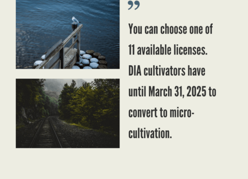 How to Start a Cannabis Business in Connecticut?