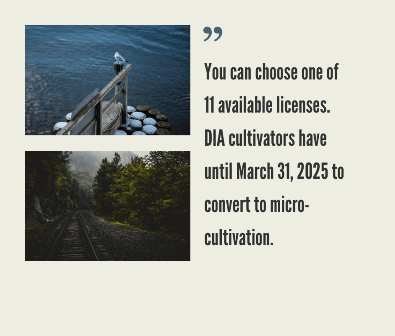 How to Start a Cannabis Business in Connecticut?