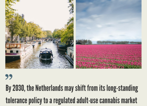 Cannabis Market in the Netherlands