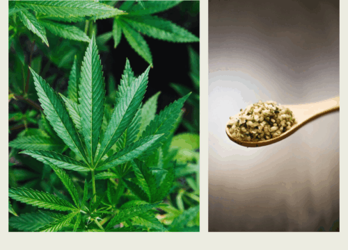 Update on U.S. Hemp Regulations: December 2025