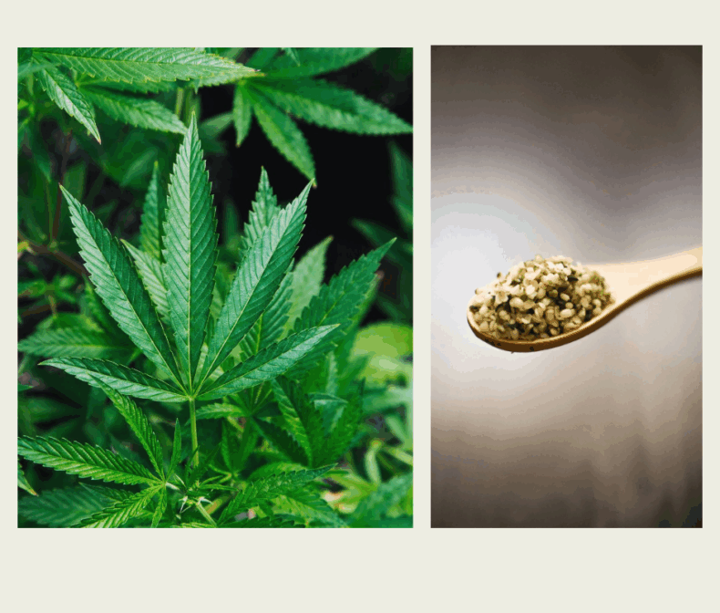 Update on U.S. Hemp Regulations: December 2025